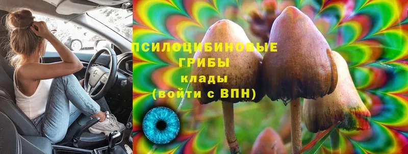 Галлюциногенные грибы Cubensis  где купить наркоту  Балей 